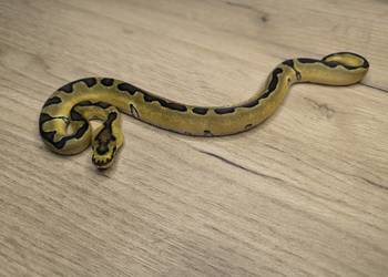 Pyton królewski Enchi Fire Blade poss OD YB/Specter Clown Clown