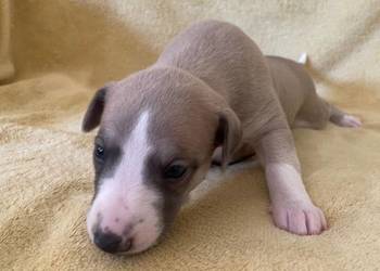 Chart Angielski Whippet