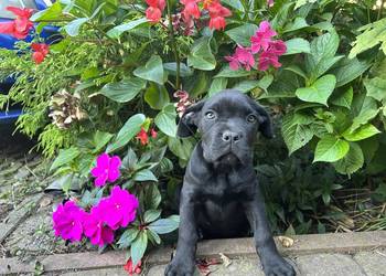 cane corso suczki po utytułowanych fci już odbiór