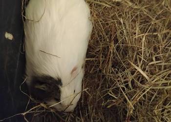 2 urocze świnki morskie na sprzedaż