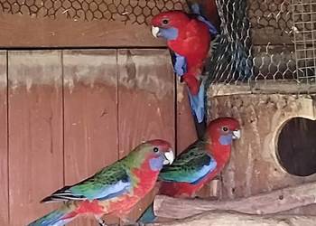 Rozella królewska 2025