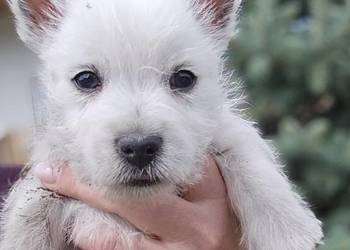 West highland white terrier westi zkwp FCI