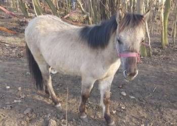 Konik polski klacz