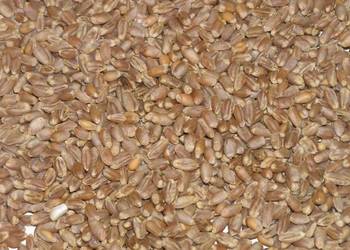 Pszenica i pszenżyto po centrali workowane po 25 kg