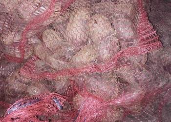 Buraczki czerwone podłużne i okrągłe 300 kg