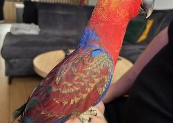 LORA WIELKA - samica wykarmiona ręcznie, oswojona