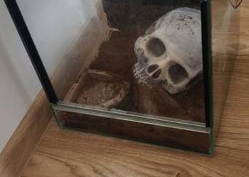 Terrarium 30* 30*30 z czaszka