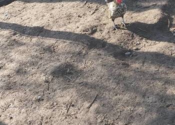 Mocne i zdrowe koguciki Czwerek – gotowe do hodowli!