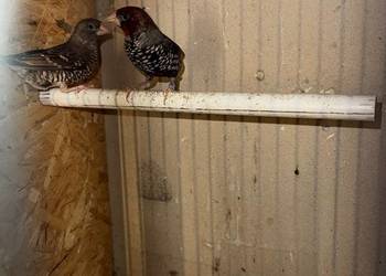 Amadyny Czerwonogłowe