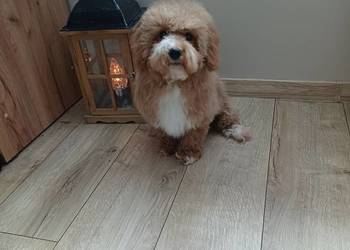 Maltipoo hybryda F1 suczka