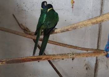 Bernard czarnogłowy