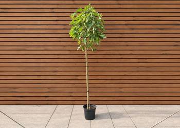 Morwa biała 'Pendula', szczep. 160-200 cm