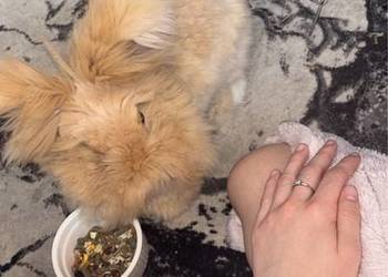 Sprzedam królika angora york