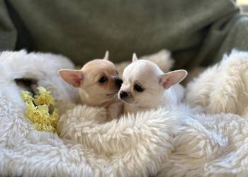 CHIHUAHUA PIĘKNE KRÓTKOWŁOSE SUNIE