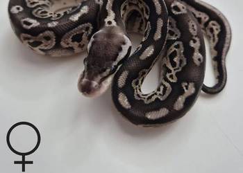 Pyton królewski Black Pewter 100% het Albino samica