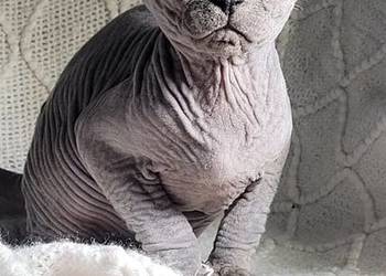 Niebieska koteczka Sfinks na Hodowle