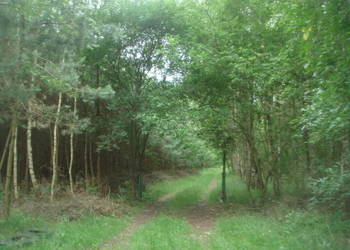 Syndyk sprzeda nieruchomość w miejscowości Wolanów