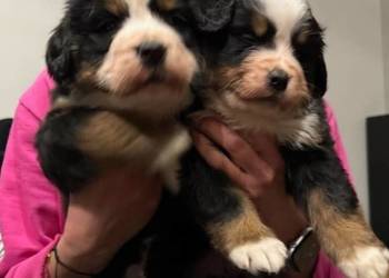 Berneński pies pasterski