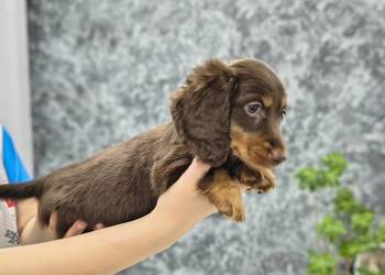 Jamnik długowłosy Dackel dachshund choco merle