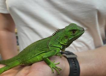 Legwan Igłana Zielona  - Sklep Zoologiczny