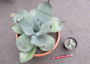 Mrozoodporna agawa do -12°C - Agave parryi var. truncata - sadzonka