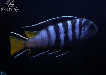 Pyszczaki Malawi Chindongo Elongatus Mphanga