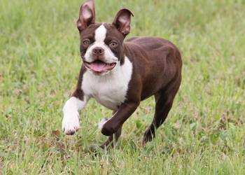 Boston Terrier color