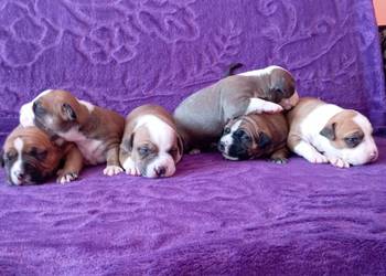 American Staffordshire Terrier