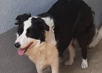 Piękna sunia border collie