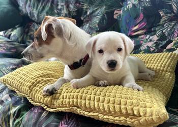 Jack Russell Terrier