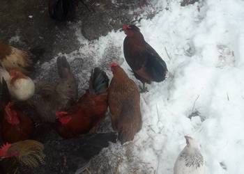 Kogutki zwykle kolorowe, liliputy i czubatki