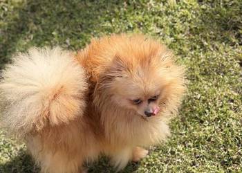 Szpic miniaturowy dziewczynka 2.5 roczna