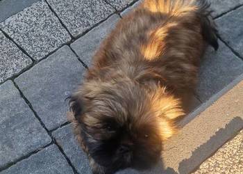 Shih -Tzu