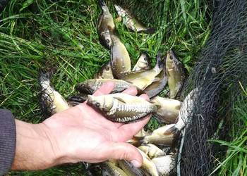 Sprzedam narybek karpia