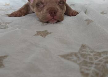 Śliczne szczenięta American Bully Pocket Marle – zdrowe i socjalizowane