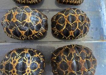 Żółw promienisty Astrochelys radiata