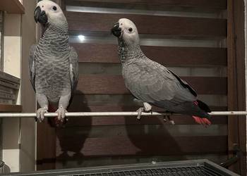 Papugi ŻAKO ręcznie karmione