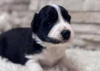 Border collie blue merle