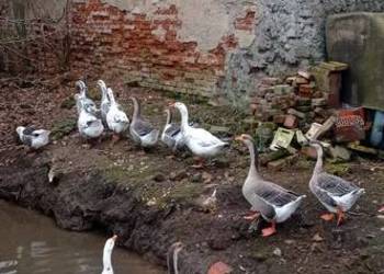 Sprzedam gęsi