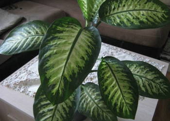 Difenbachia, kwiat doniczkowy