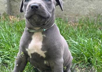 Piękne szczenięta American Staffordshire Terrier.