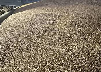 Pszenżyto ozime zbiór 2025 tanio Pszenżyto ozime zbiór 2025 tanio