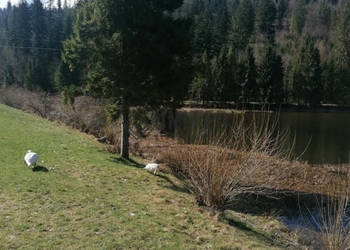 Okolice ul. Paryskiej Komórka i Garaż w cenie.