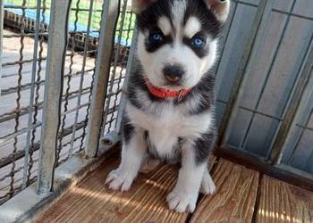 Zapowiedź Husky Siberian