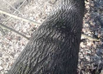 Kłody jesionow zacięte