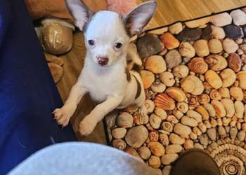 Chihuahua jedyny taki piesek mądry Całuśny Rodowód FCI  @