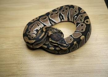 Pyton królewski Classic poss het Genetic Stripe