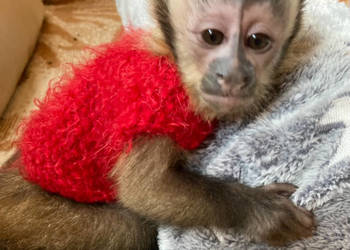 Kapucynka czubata, małpka