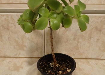 Aeonium Havorthii "Kiwi"