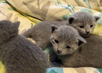 Kocięta rosyjskie niebieskie